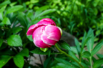 Peony flowers with dew drops 