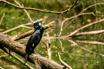 Fototapeta premium A black cormorant sitting on a tree and looking at view