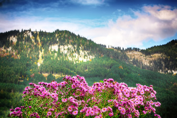 Fototapeta premium Alpine pink chrysanthemus against mountaine near Gosau village at autumn sunny day
