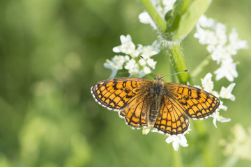 Obraz premium Argynnis