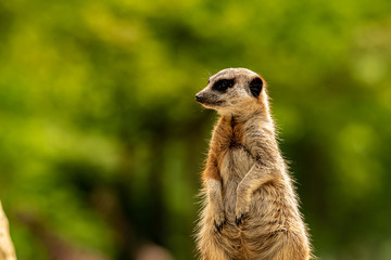 A meerkat sitting and looking to the site