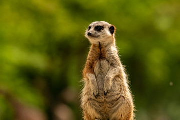A meerkat sitting and looking at view