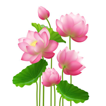 Realistic Bunch Lotus Flowers 