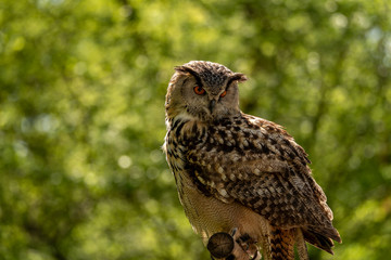 An eagle owl looking down and sitting on a branch