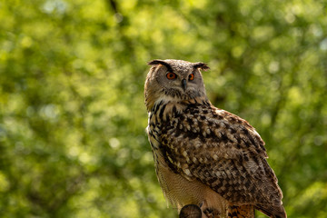 An eagle owl sitting a branch and looking up