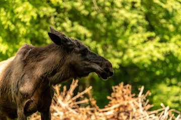 A Canadian Moose looking to the site