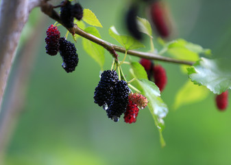 The ripe mulberry is on the fruit tree