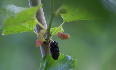 The ripe mulberry is on the fruit tree
