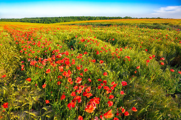 Obraz premium Sunny shoot of bright wild popies in field