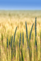 Summer background golden wheat ears in sunlight
