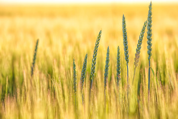 Summer background golden wheat ears in sunlight.