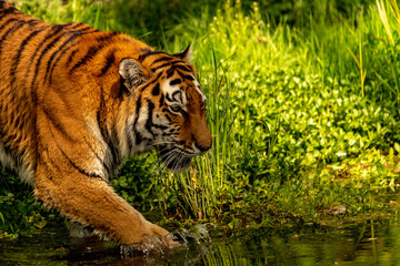 A tiger near to the water with some grass in the background