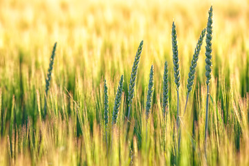 Summer background golden wheat ears in sunlight.