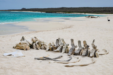 The skeleton of a whale lie on the beach at Gardner Bay, Isla Española, in the Galapagos Islands.