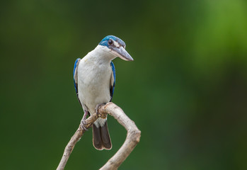 Collared kingfisher, White-collared kingfisher, Mangrove kingfisher ( Todiramphus chloris) on a branch with a green backdrop.