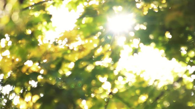 Summer Sunshine Through Trees. Blurred background.