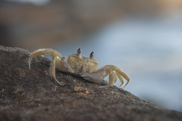 Face au crabe