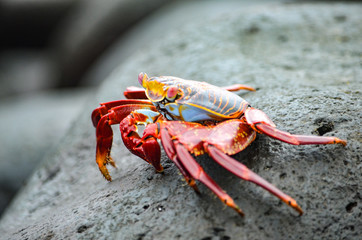 A Sally lightfoot crab (Grapsus grapsus) walks across rocks in the Galapagos Islands.
