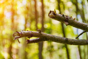 Old broken branch in the forest, natural background