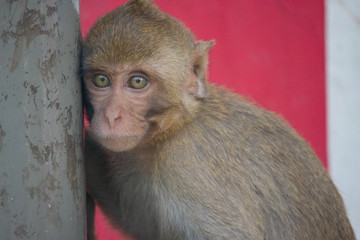 可愛いサル