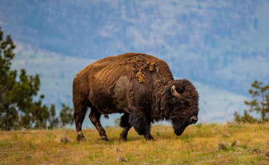 A male bison at the National Bison Range in Montana moves skillfully to the next patch of tasty grasses on the prairie.