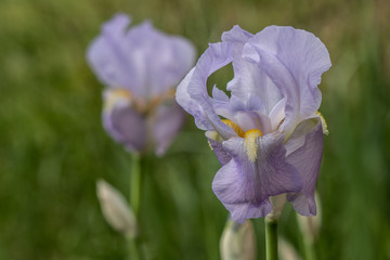 Country Iris