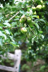 Apple Orchard