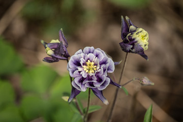 Columbine Flower