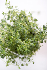 Thyme herb in pot 