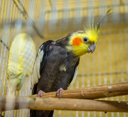 One budgerigar in a cage