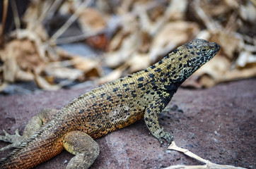 A Lava Lizard (Microlophus delanonis) sits on a rock on Isla Española in the Galapagos Islands.