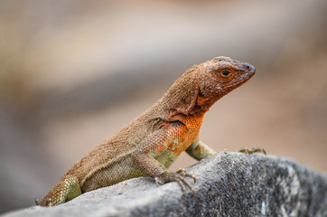 A Lava Lizard (Microlophus delanonis) sits on a rock on Isla Española in the Galapagos Islands.