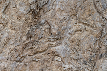 Weathered tree bark texture photo. wooden bark background. Tropical forest tree with natural ornament.