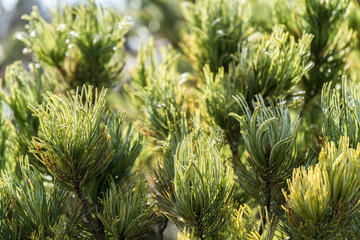 llight green evergreen in springtime in a soft light