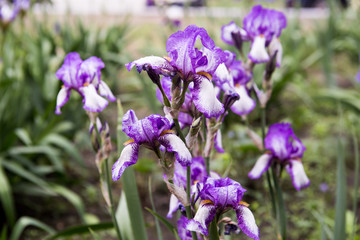 Spring flowers, purple irises in the garden