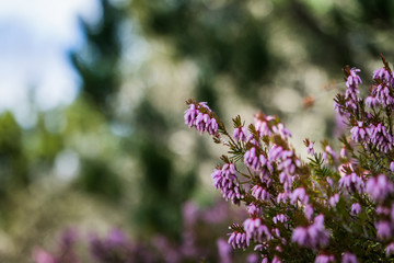 Beautiful Purple Heather Blooming in Spring with a Wasp