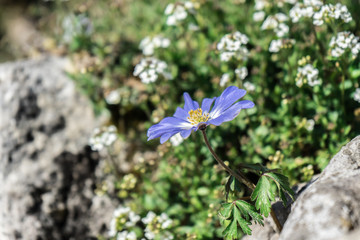 blue blossom flower growing in the alps