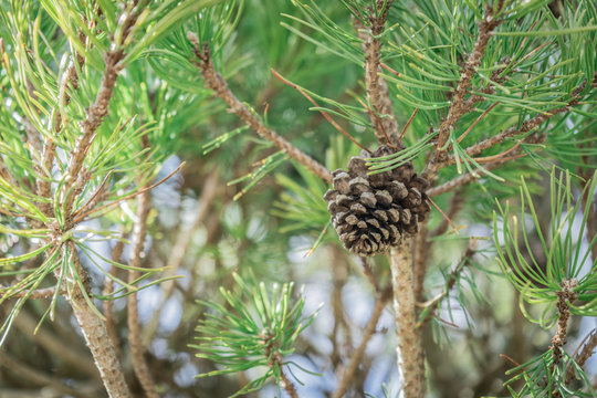 llight green evergreen with one single pinecorn