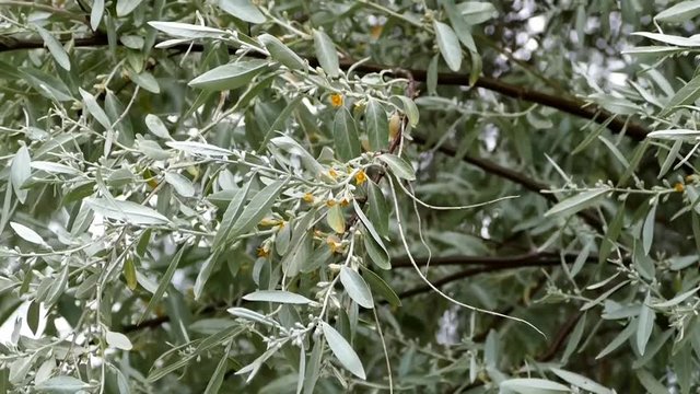 Elaeagnus tree and flowers

