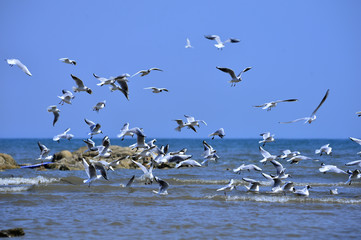 Seagulls fly in free