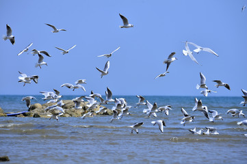 Seagulls fly in free