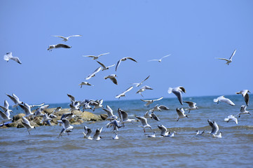 Seagulls fly in free