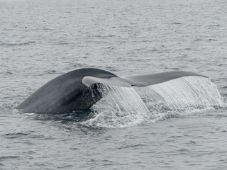 blue whale fluking