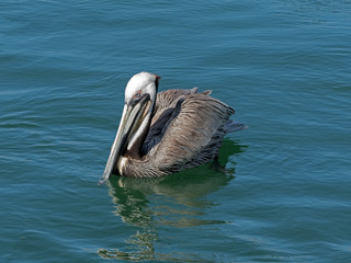 Pelican floating