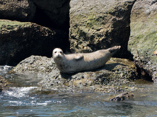 Harbor seal on rock