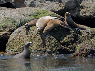 sea lion conversation