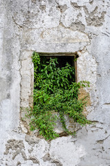 Old White Wall Window