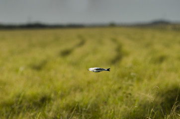 aves