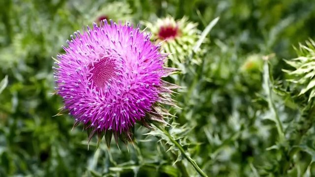 Kenger plant, video of Silybum marianum plant
