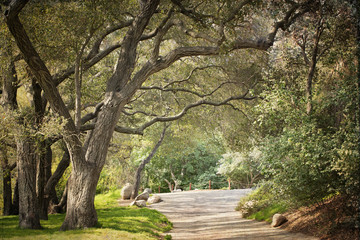 Photograph of a Oak tree lined path
